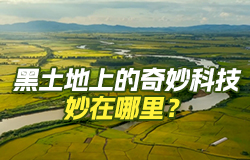 黑土地上的奇妙科技妙在哪里？“梨树模式”保护“耕地中的大熊猫”，中药材基因鉴定系统为中草药开通“身份证”，一起来了解黑土地上的奇妙科技！