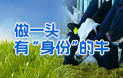数字化如何让奶牛“有身份”？做一头“有身份”的奶牛，都有什么专属服务？一起来看看。