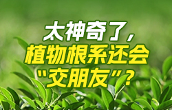 太神奇了，植物根系还会“交朋友”？你可能不知道，看上去“安静生长”的植物，在看不见的地下世界里还会“社交”，这也太神奇了！