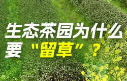 生态茶园为什么要“留草”？在燕子窠生态茶园，有一种奇妙的种植模式——“留草”。茶园里为什么要“留草”？一起了解！