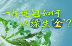 一株连翘如何以绿生“金”？在河北涉县有一片十万亩的连翘种植基地，中药企业如何通过创新模式让一株连翘以绿生“金”？一起来了解！