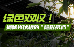 绿色双收！揭秘光伏板的“隐形搭档”你以为光伏板下只能是空地？大错特错！其实在光伏板的“庇护”下，正生长许多植物。