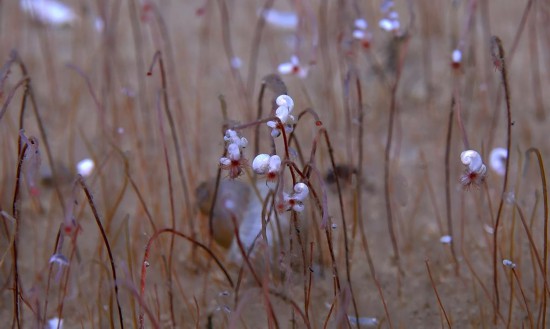 在堪察加海沟拍摄的管状蠕虫。（中国科学院深海科学与工程研究所供图）
